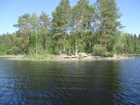 Saari