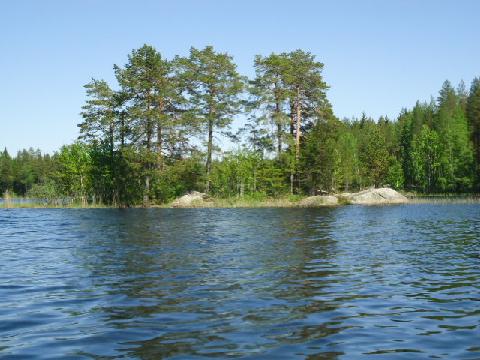 Saari